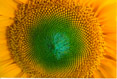 Sunflower Closeup